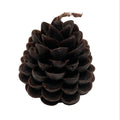 Brown pine cone on a white background