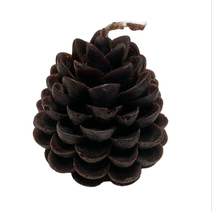 Brown pine cone on a white background